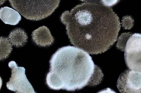 black-mold